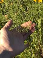 Image de Thelesperma filifolium var. filifolium