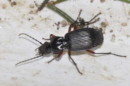 Image of Pterostichus (Pterostichus) cristatus (L. Dufour 1820)