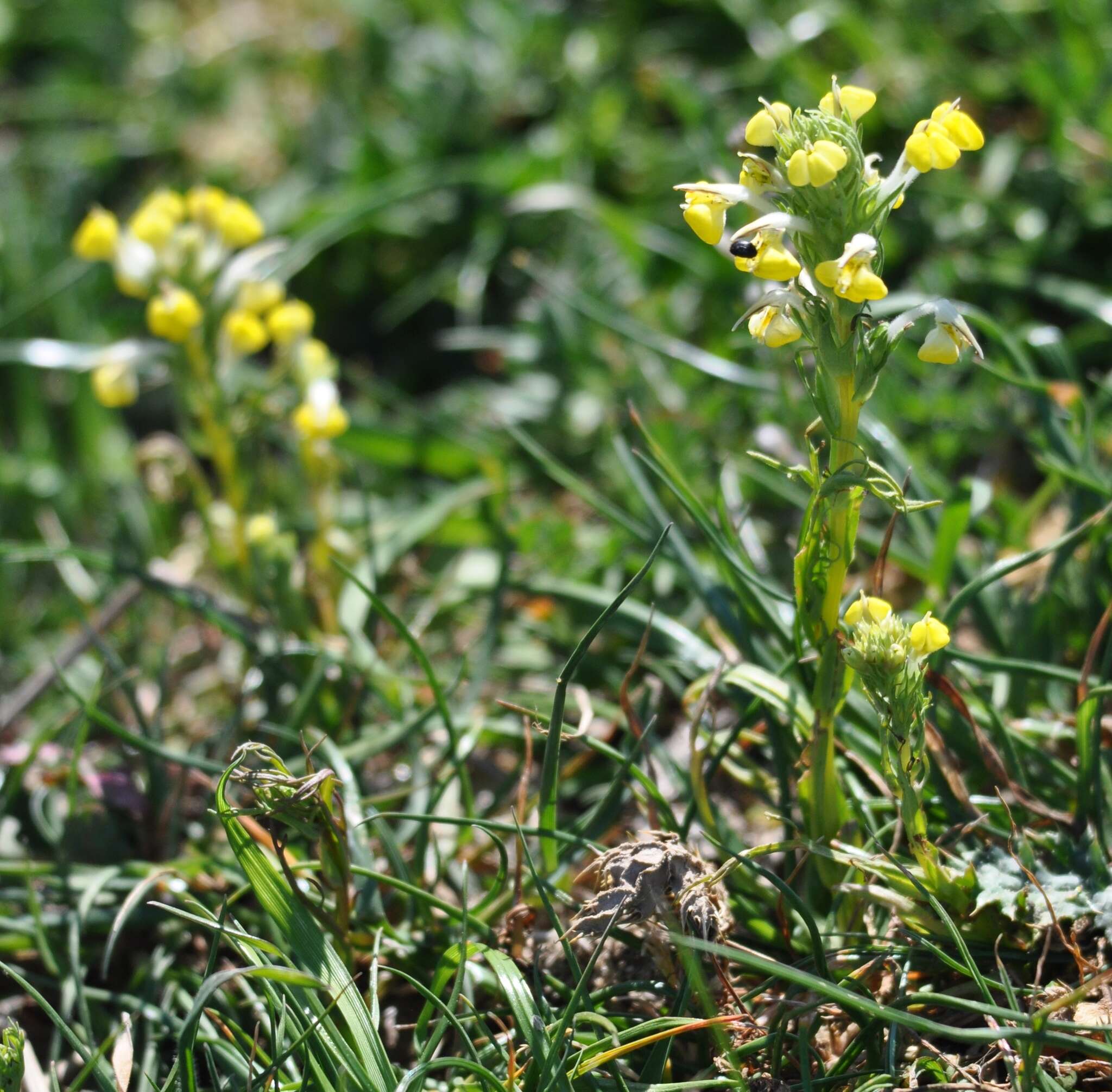 Image of Triphysaria versicolor subsp. faucibarbata (A. Gray) T. I. Chuang & L. R. Heckard