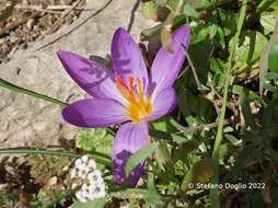 Image of early crocus