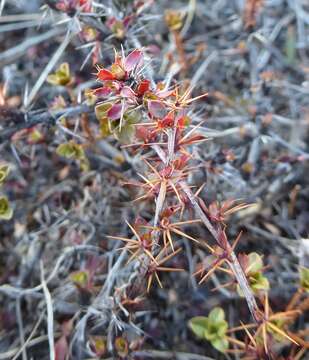 Image of Berberis tsarica Ahrendt