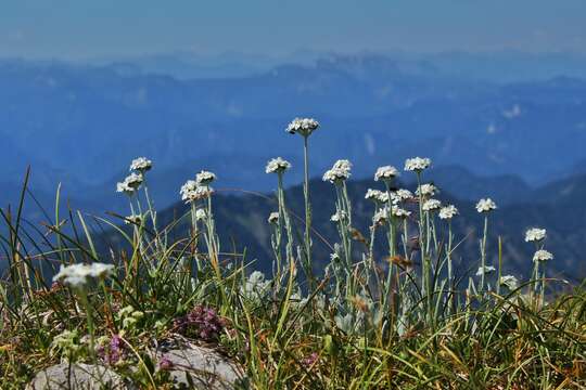 Achillea clavennae L. resmi