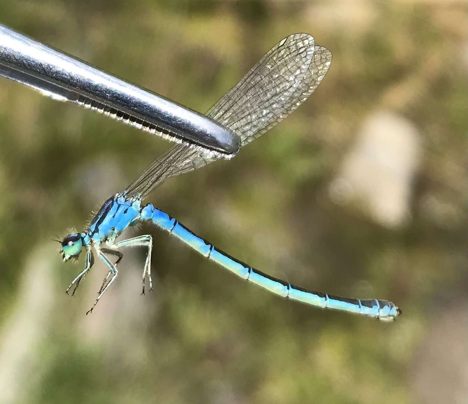 Image of Ornate Bluet