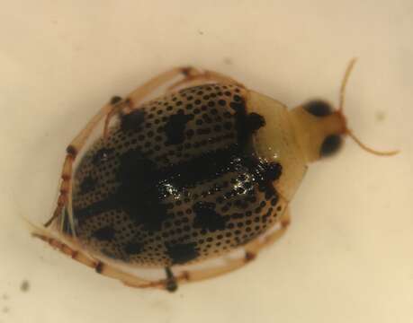 Image of Peltodytes dunavani Young 1961