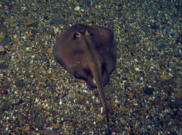 Image of Kapala Stingaree