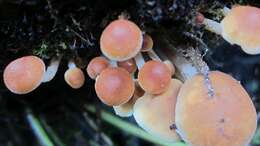 Image of Hypholoma australianum Redhead 2014