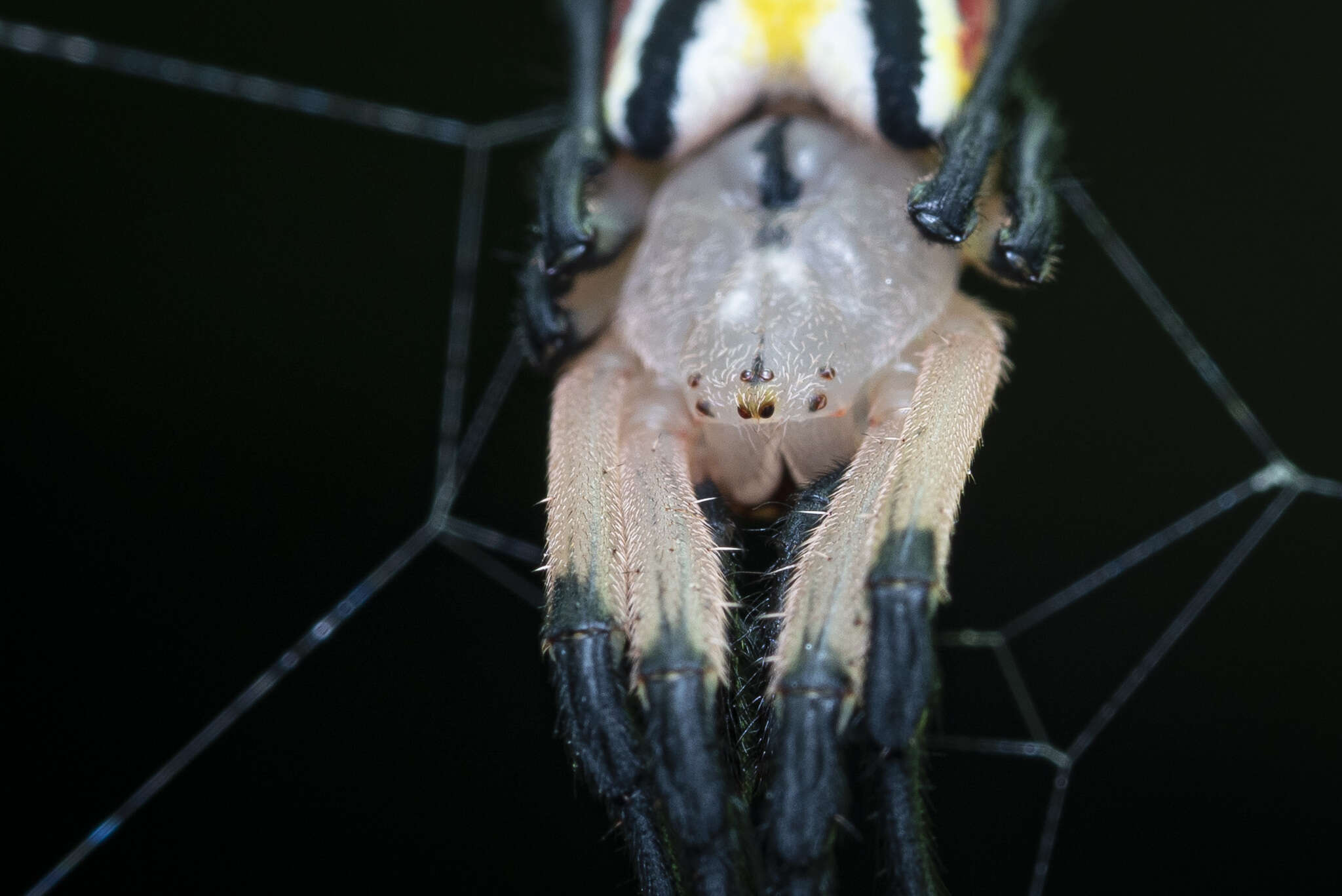 Image of Arachnura simoni Berland 1924