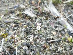 Image de Stylidium calcaratum R. Br.