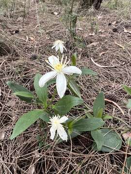 Image of Clematis gentianoides DC.