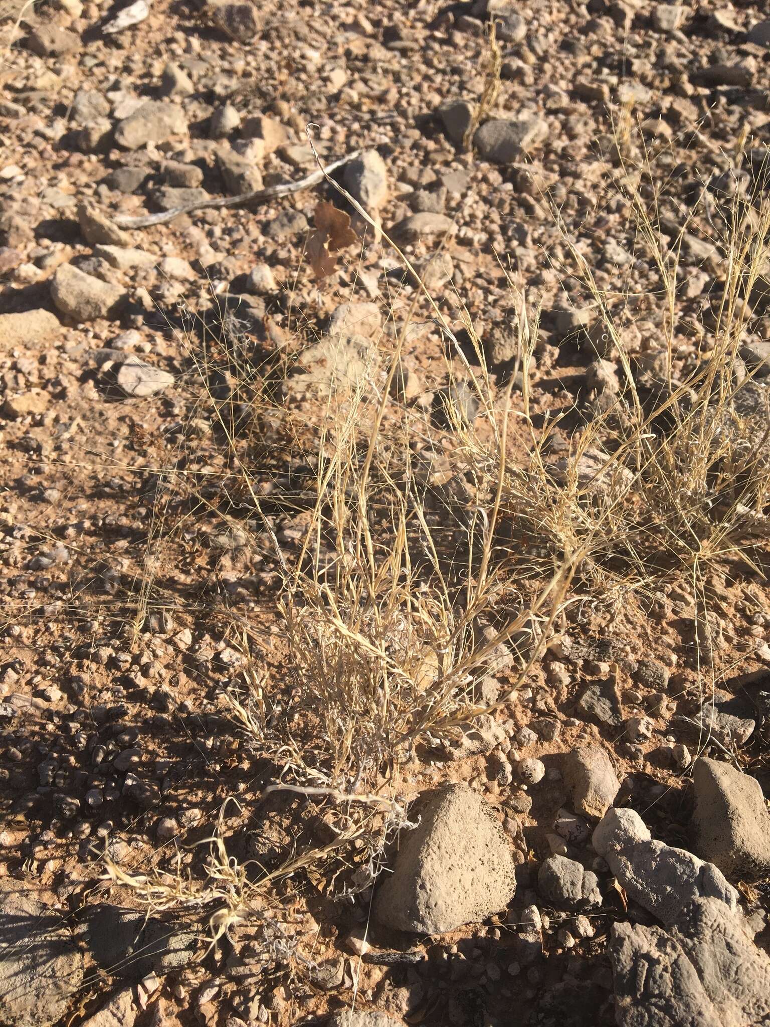 Plancia ëd Muhlenbergia arenacea (Buckley) Hitchc.