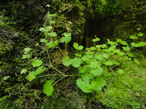 Imagem de Saxifraga paradoxa Sternb.