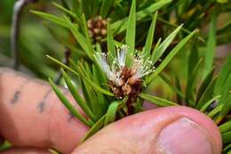 Слика од Melaleuca brongniartii Däniker