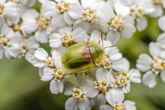 Слика од Cassida (Cassida) sanguinolenta Müller 1776