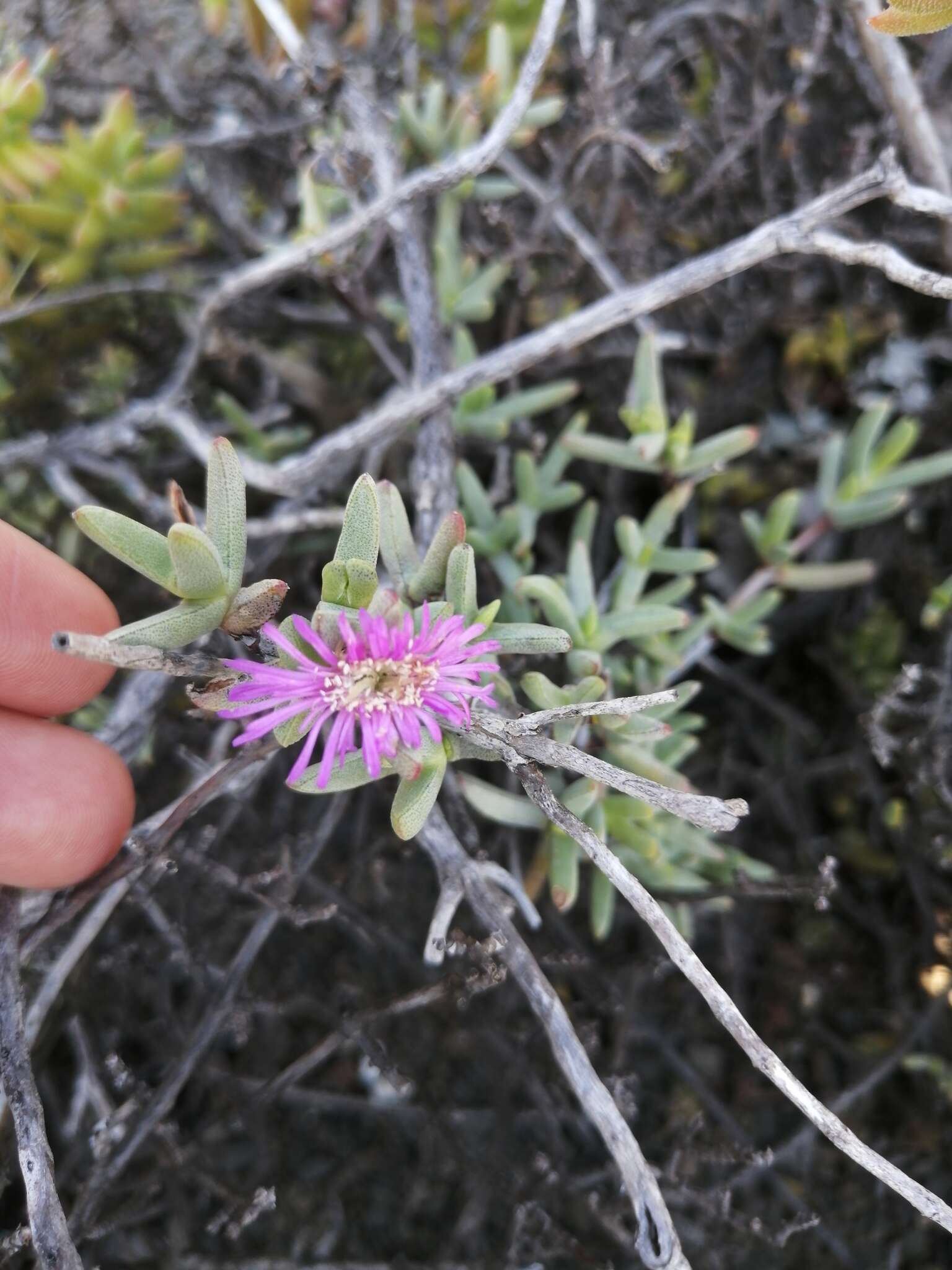 Слика од Ruschia complanata L. Bol.