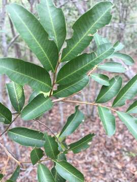 Imagem de Cupaniopsis parvifolia (F. M. Bailey) L. A. S. Johnson