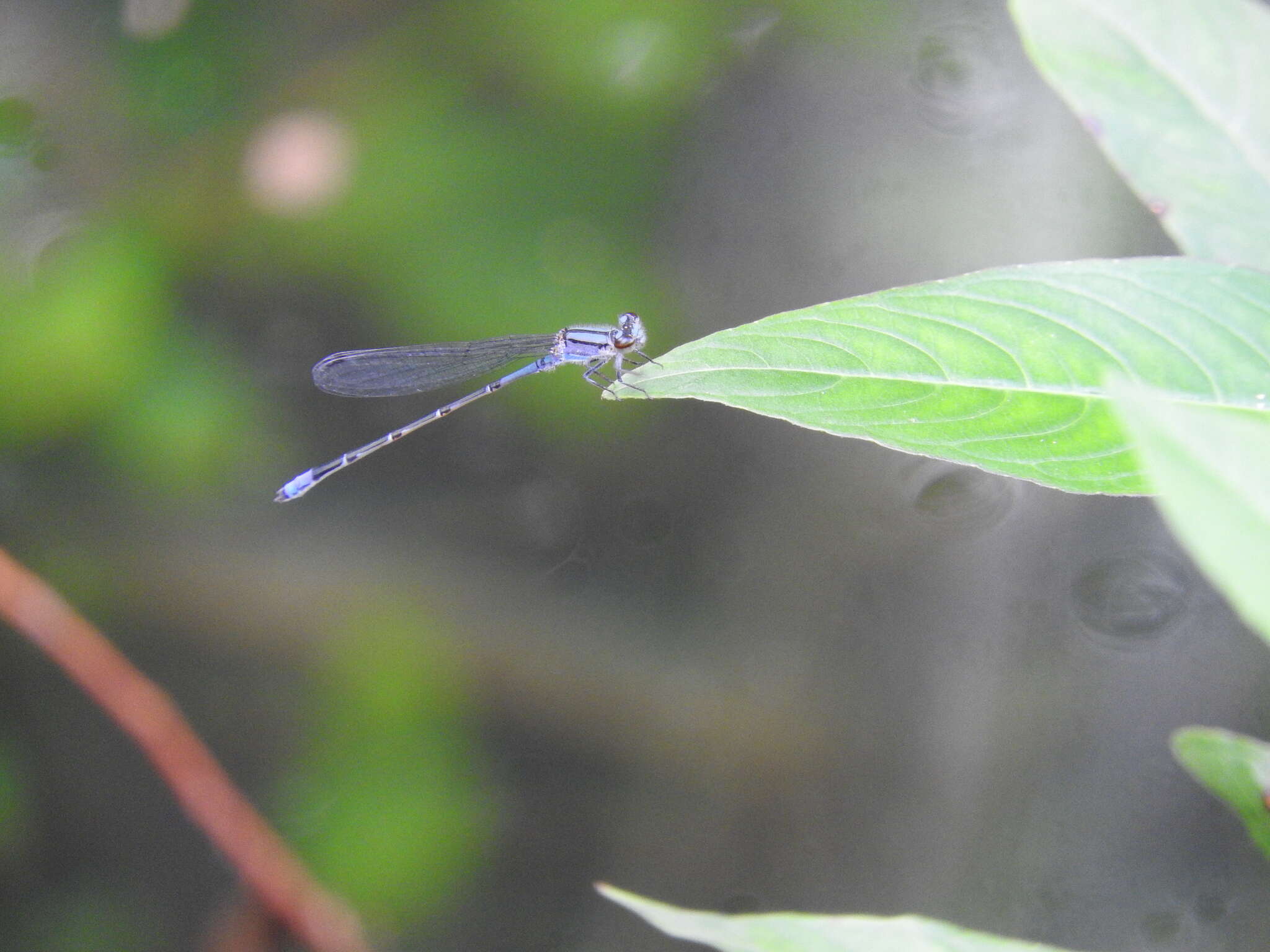 Image of Neotropical Bluet