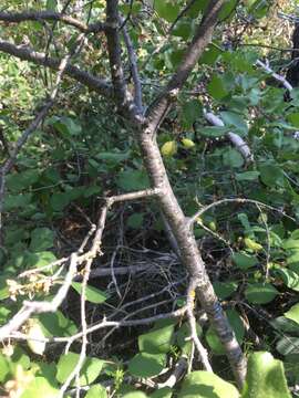 Image of Klamath plum