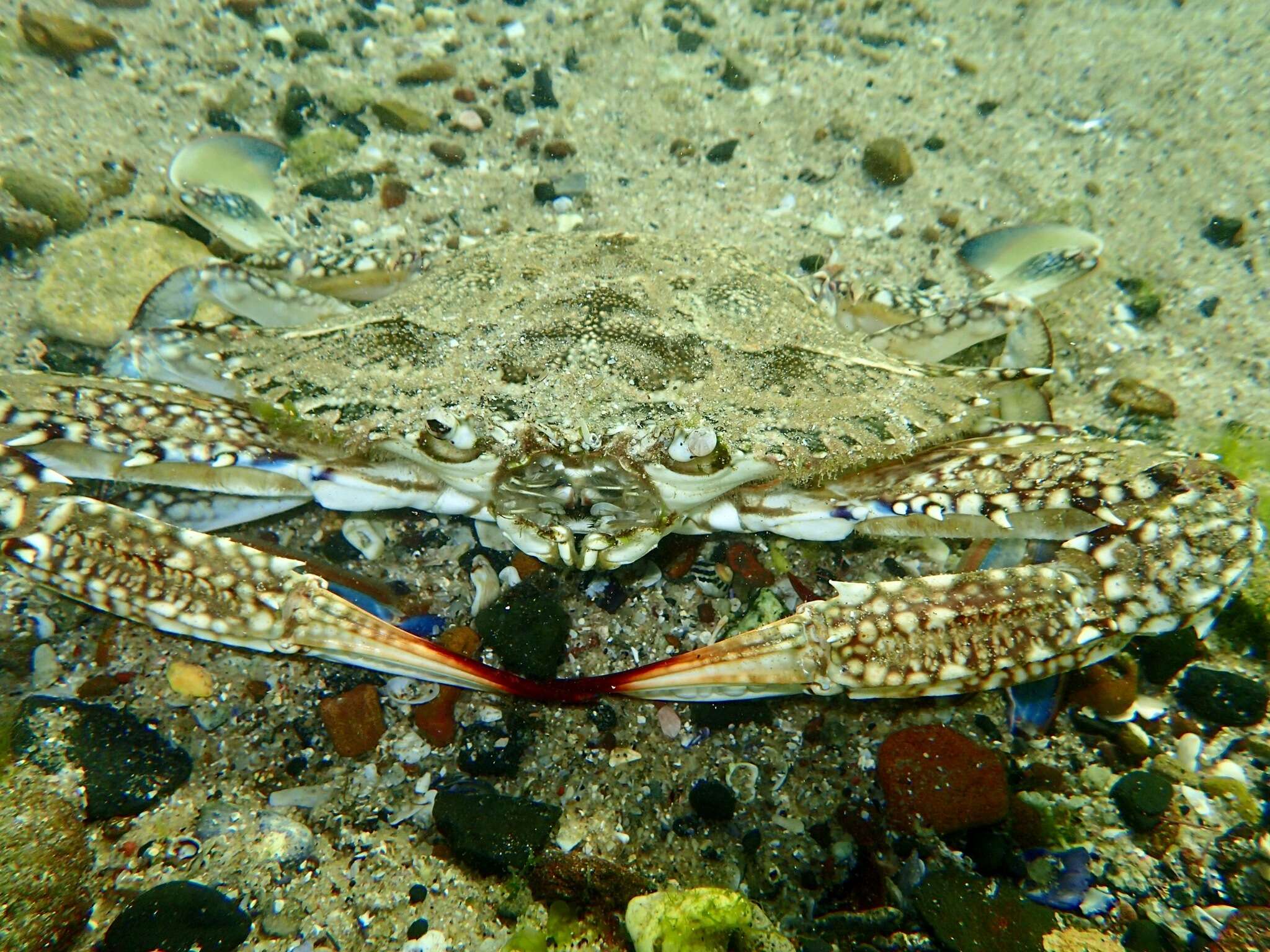 Image of Blue swimmer crab