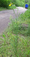 Image of Tragopogon dasyrhynchus Artemczuk