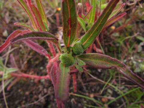 Image of hairy-fruit spurge