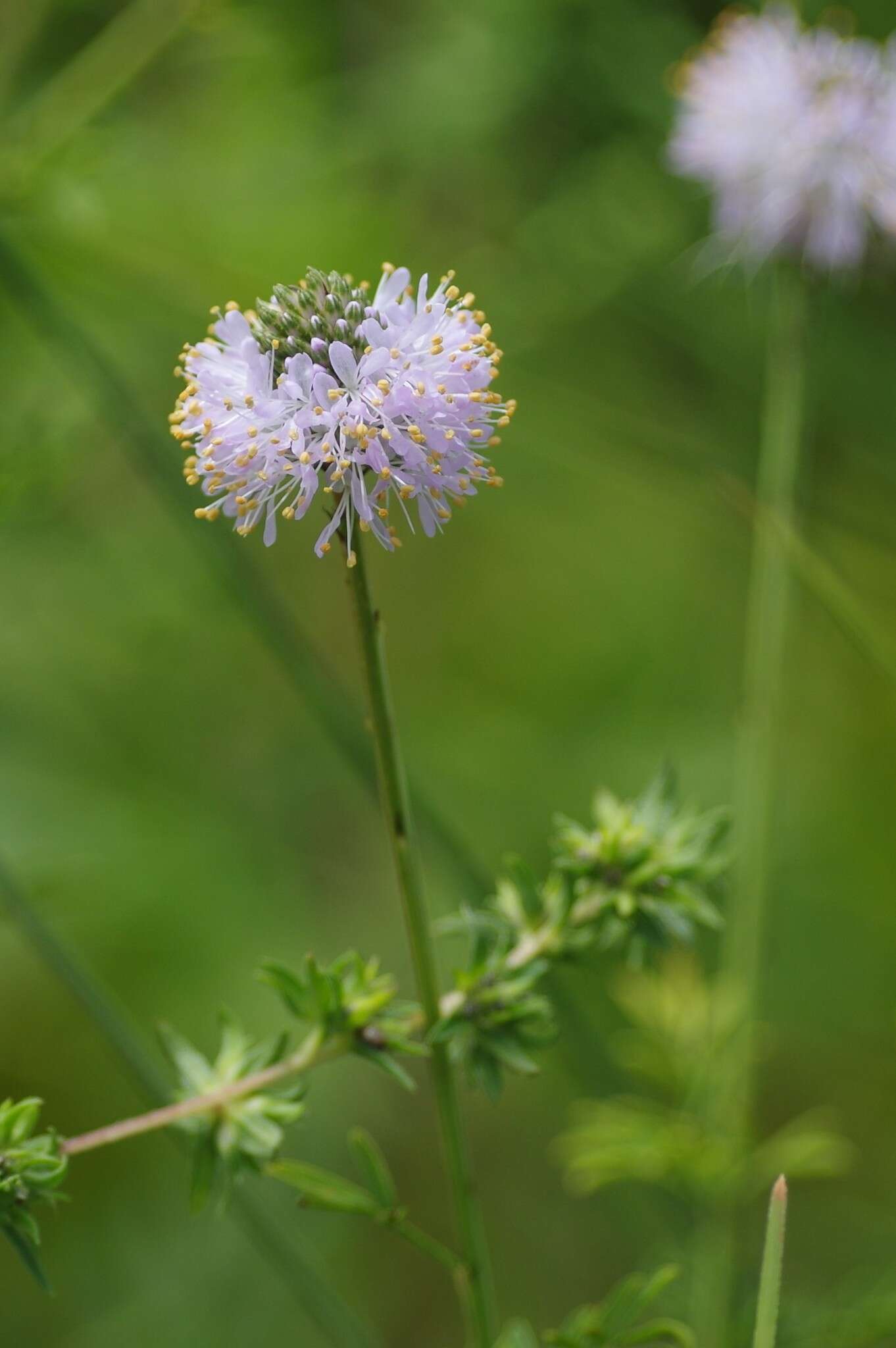 Image of Feay's prairie clover