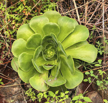 Image of Aeonium canariense (L.) Webb & Berth.