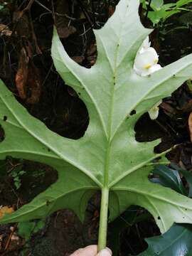 Image of Begonia philodendroides Ziesenh.