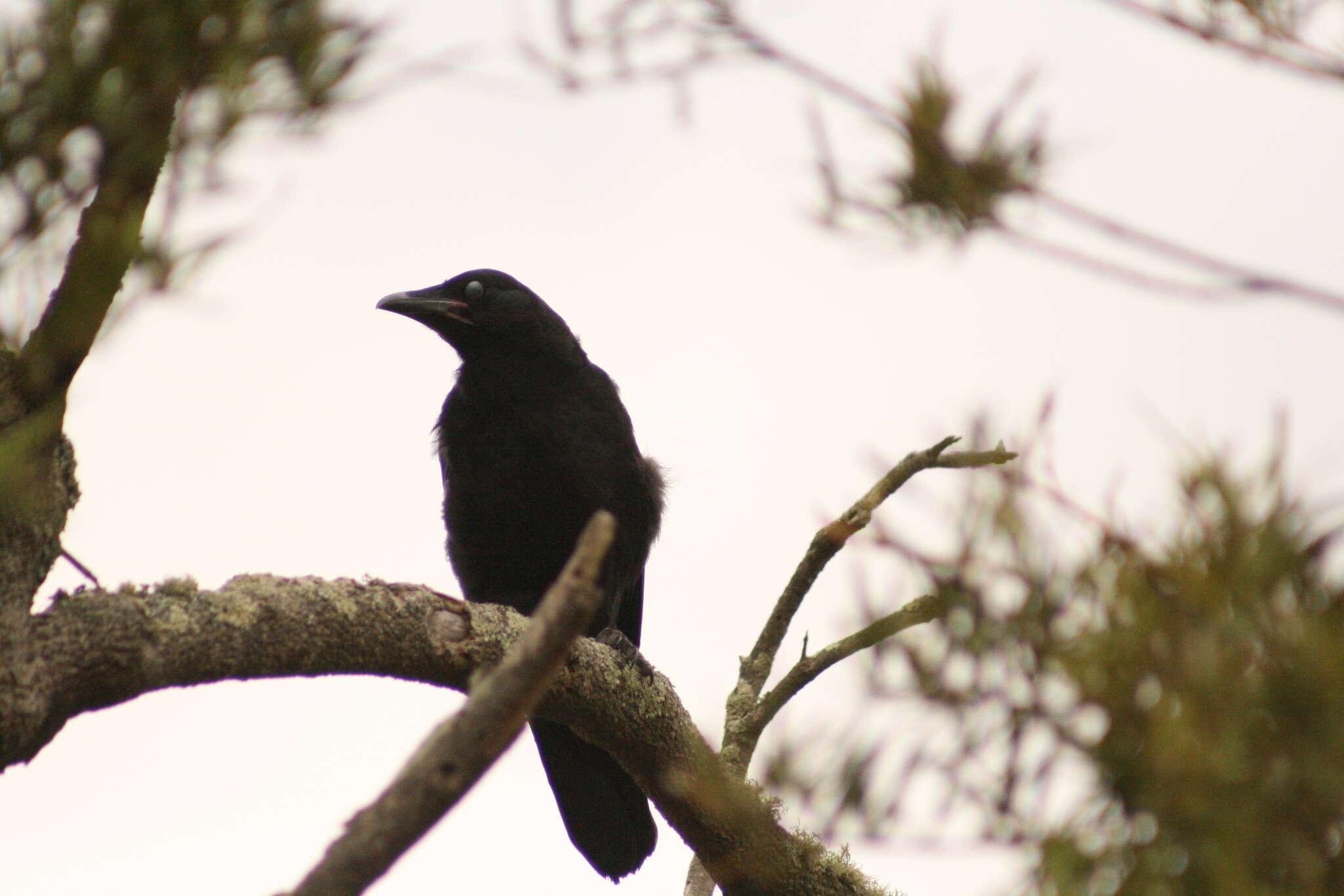 Слика од Corvus coronoides perplexus Mathews 1912