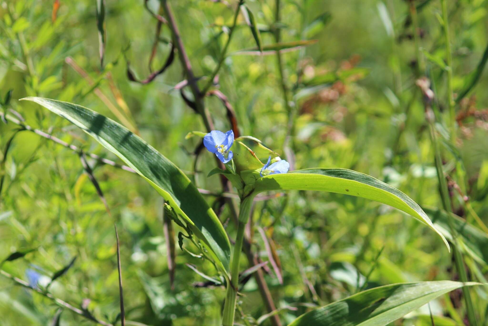 Image of Virginia dayflower