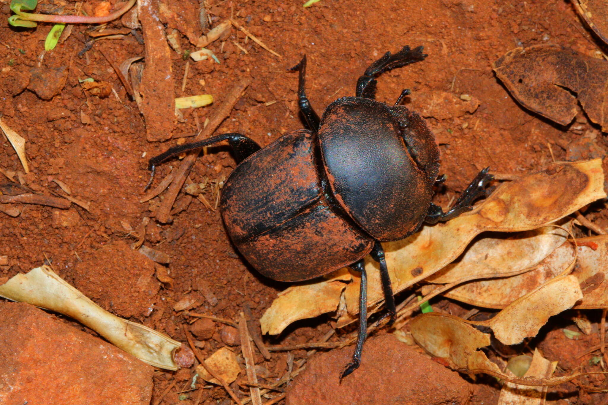 Image of Scarabaeus ambiguus (Boheman 1857)