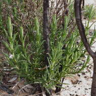 Image of Chloanthes