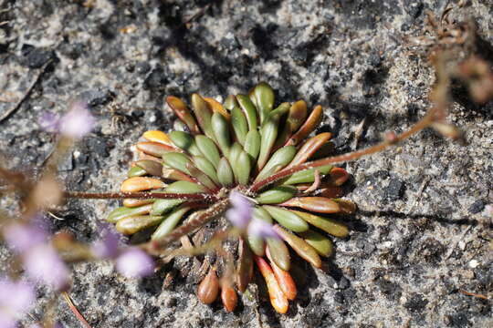 Image of Stylidium assimile R. Br.