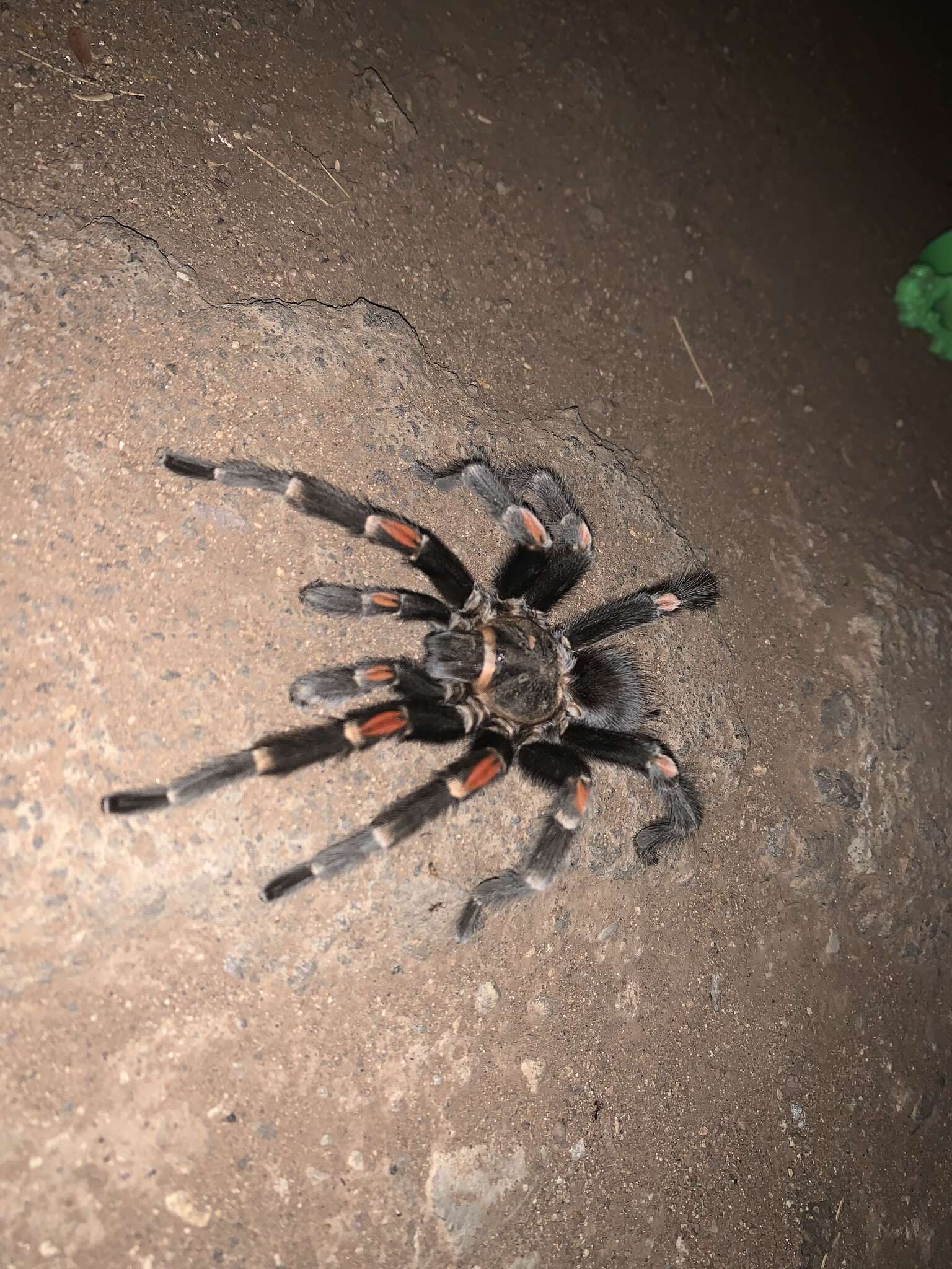 Image of Mexican flameknee tarantula