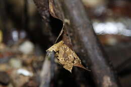 Image of Sumaco Horned Treefrog