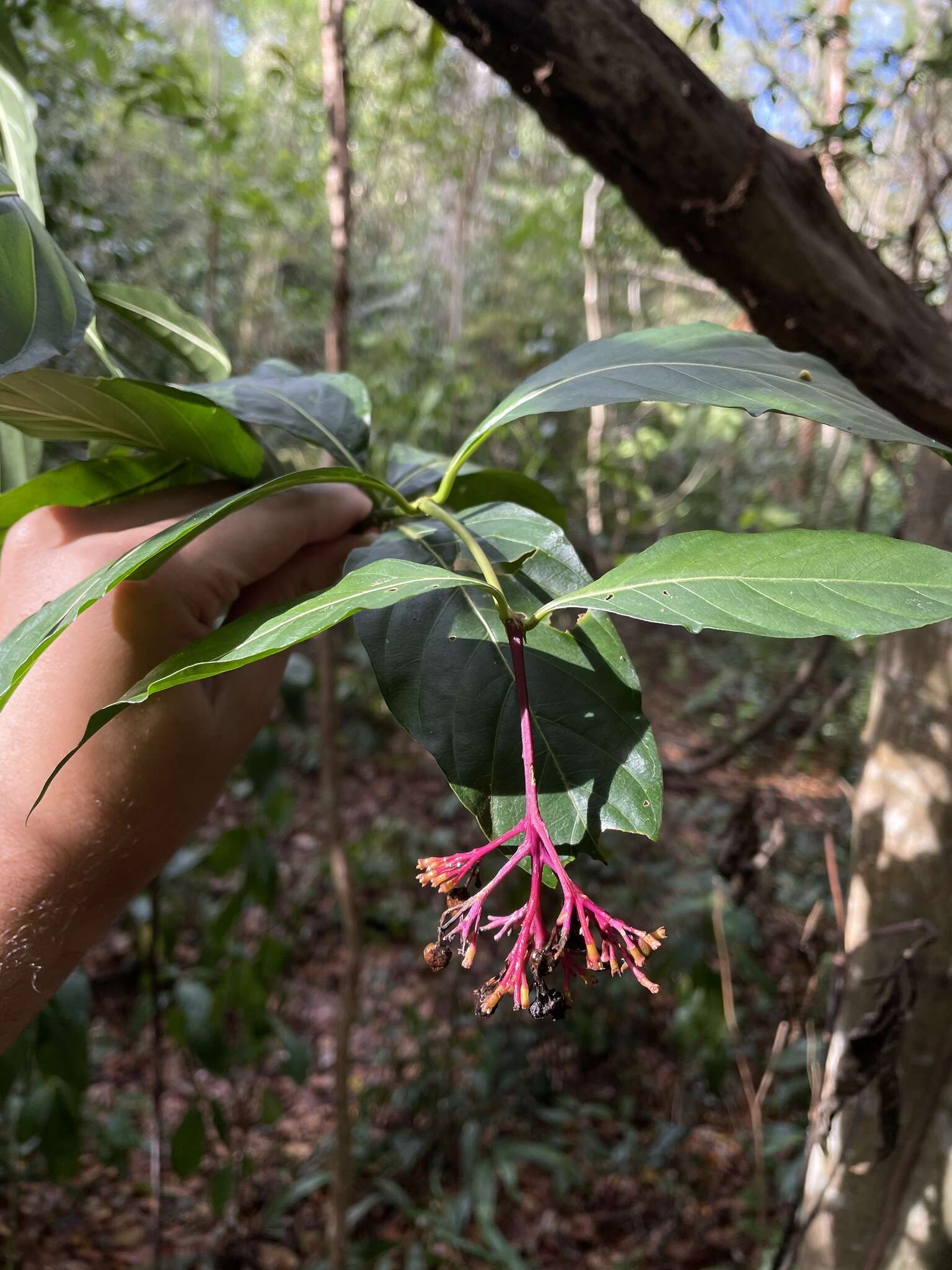 Plancia ëd Palicourea croceoides Ham.