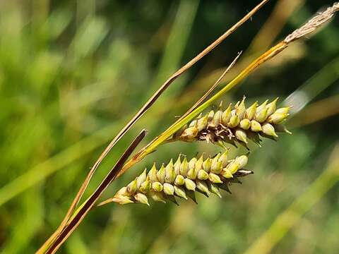 Image of sedge