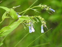 Image of Franciscan Bluebells