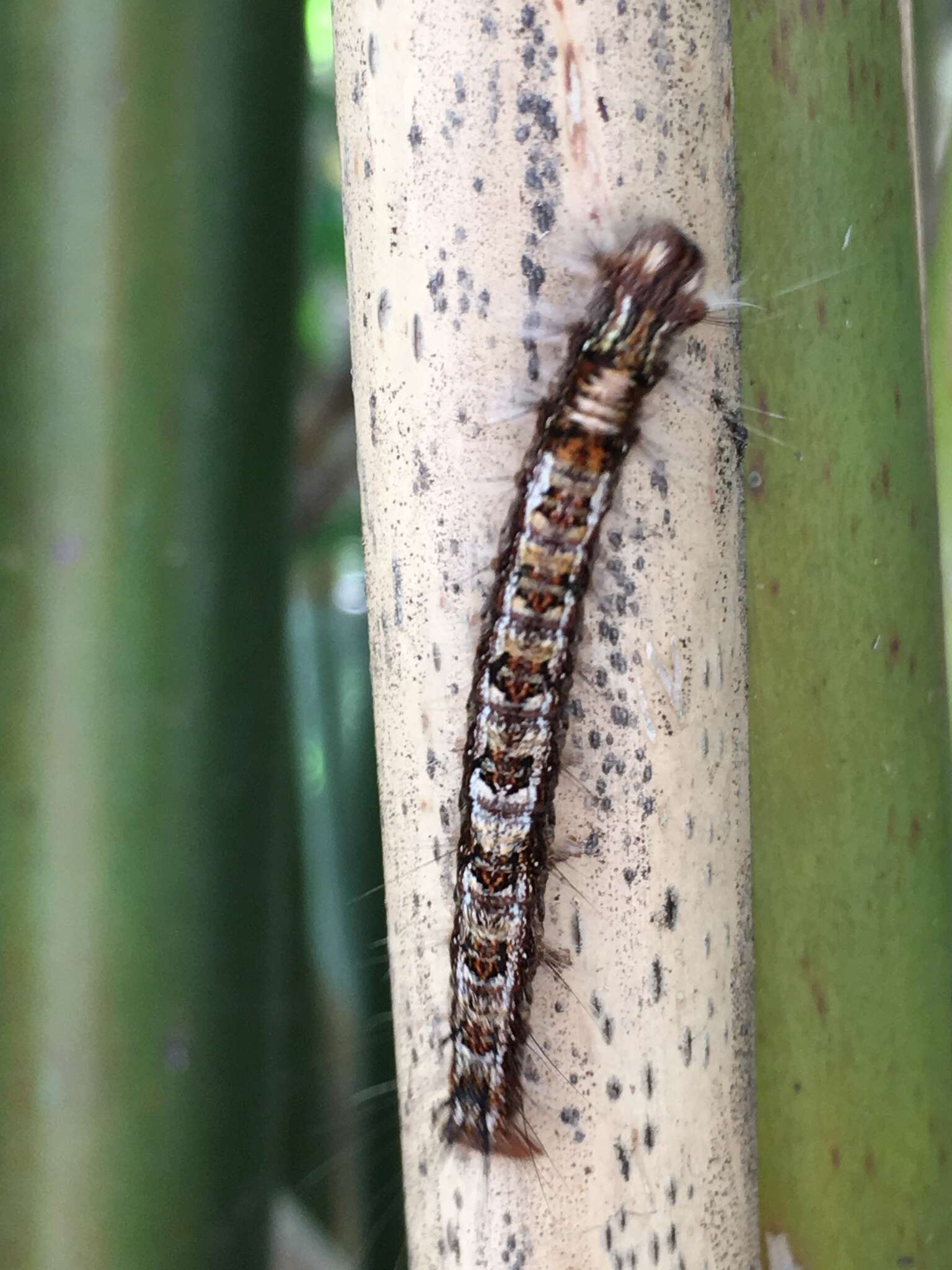 Image of Dendrolimus punctata Walker 1855