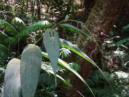 Image of Joinvillea plicata (Hook. fil.) Newell & B. C. Stone