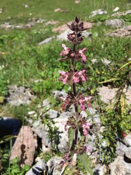 Sivun Stachys alpina L. kuva