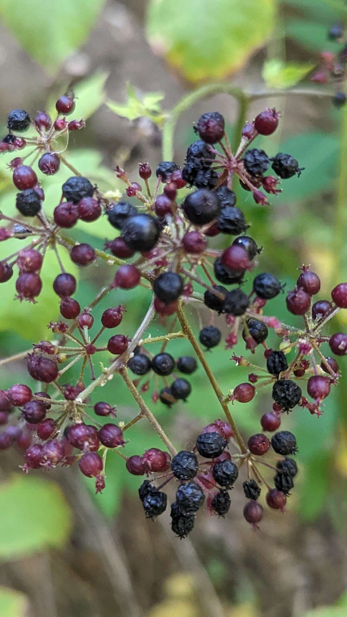 Image of American spikenard