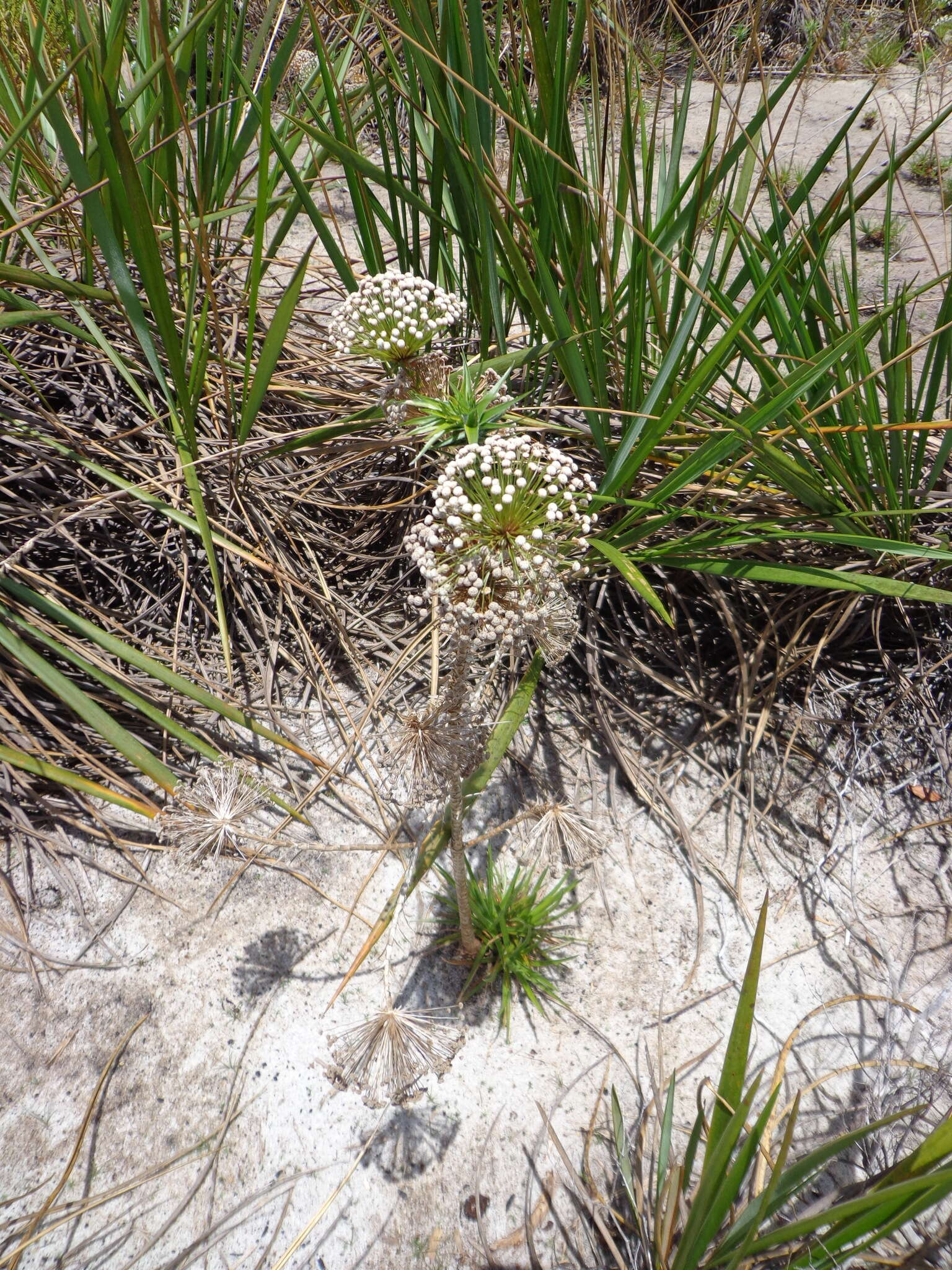 Image of Actinocephalus ramosus (Wikstr.) Sano