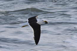 Image of Larus dominicanus vetula Bruch 1855