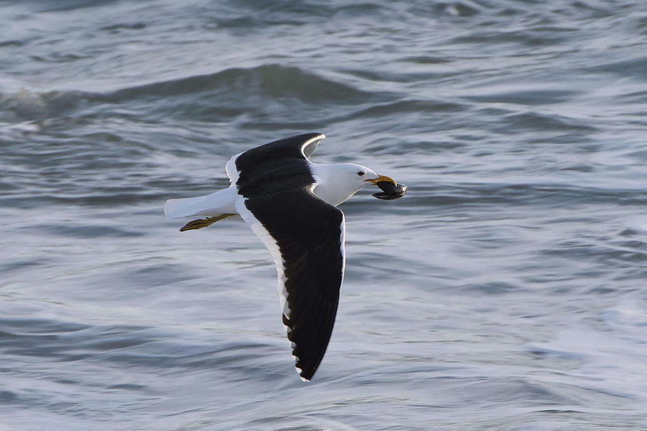 Image of Larus dominicanus vetula Bruch 1855