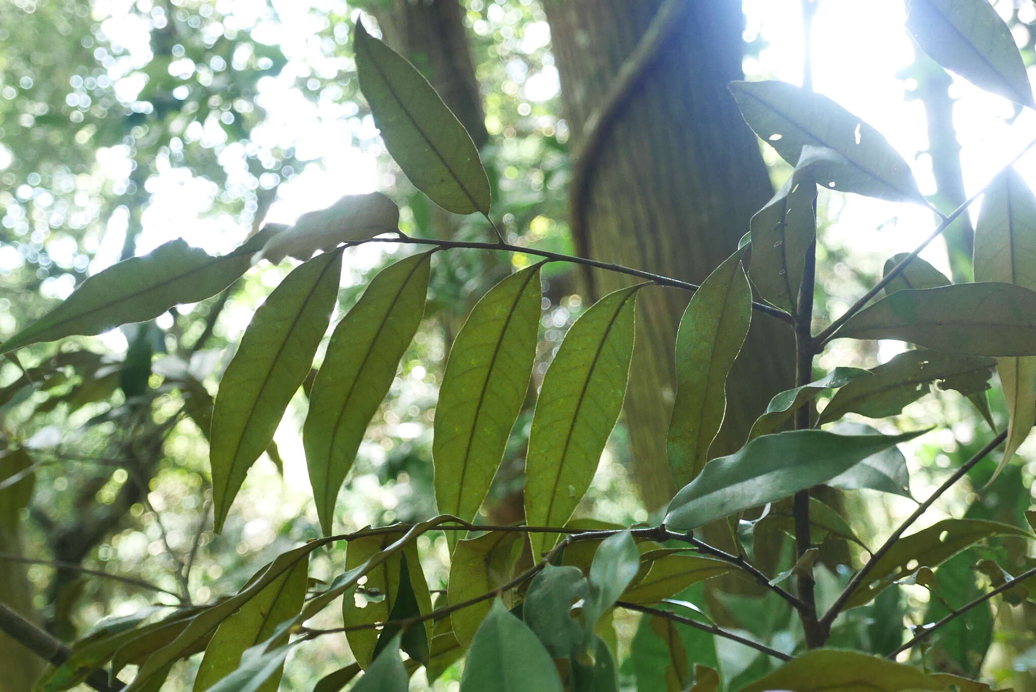 Image of Castanopsis fargesii Franch.