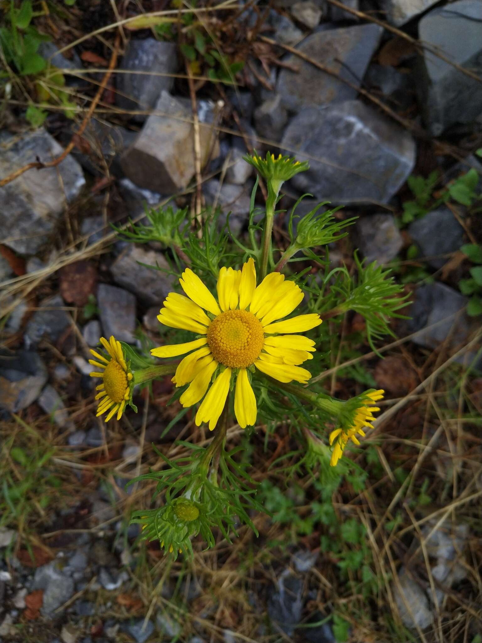 Imagem de Hymenoxys insignis (A. Gray ex S. Wats.) Cockerell