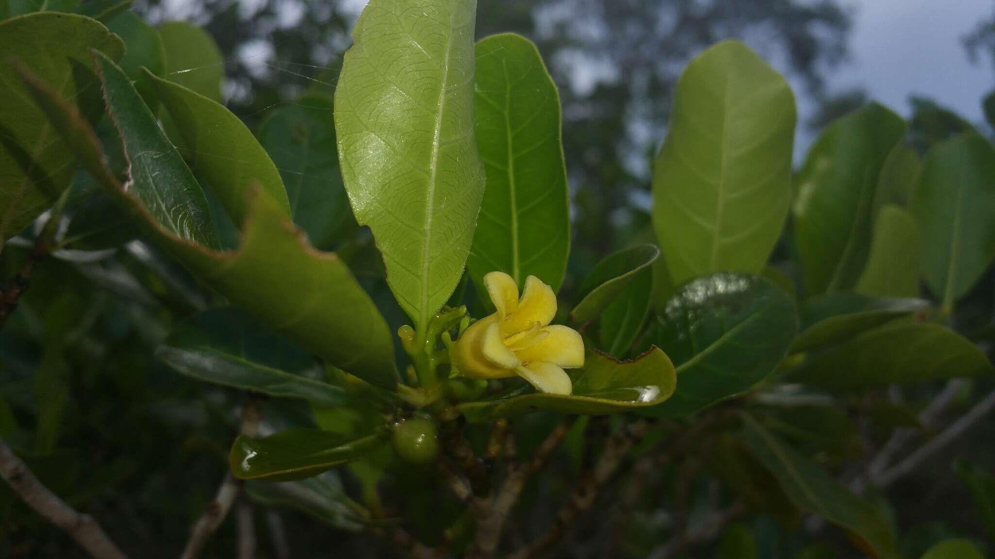 Gardenia rutenbergiana (Baill. ex Vatke) J.-F. Leroy的圖片