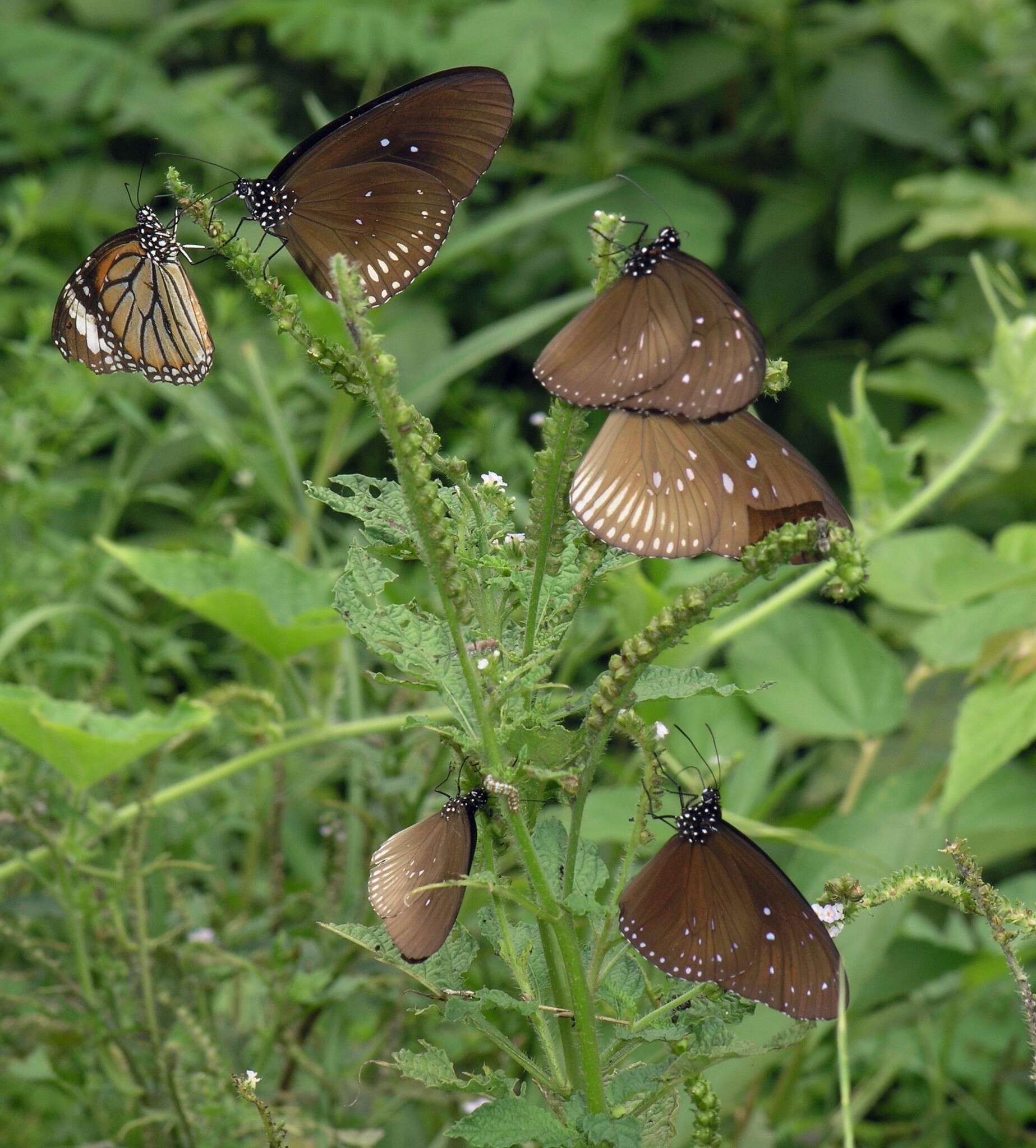 Image of <i>Euploea core godartii</i>