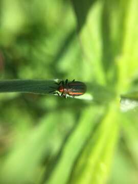 Microrhopala vittata (Fabricius 1798)的圖片