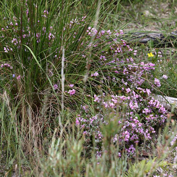 Image of small-leaved boronia